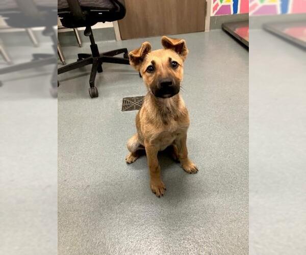 Medium Photo #1 German Shepherd Dog Puppy For Sale in Baytown, TX, USA