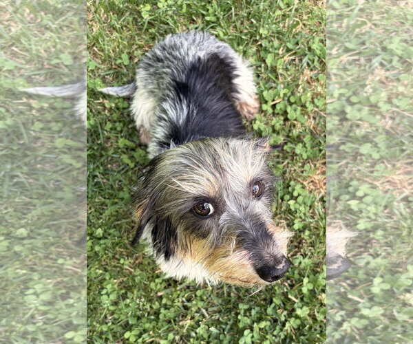 Medium Photo #6 Dachshund Puppy For Sale in Shelbyville, TN, USA