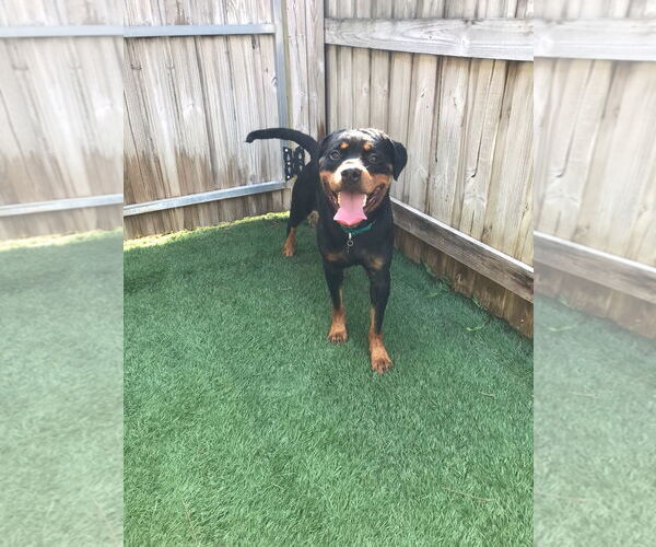 Medium Photo #4 Rottweiler Puppy For Sale in Tampa, FL, USA