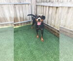 Small #3 Rottweiler