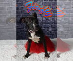 Small #60 American Pit Bull Terrier Mix