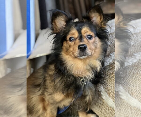 Medium Photo #5 Spaniel-Unknown Mix Puppy For Sale in Boonton, NJ, USA