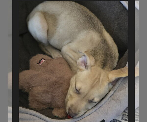 Medium Photo #24 Siberian Husky-Unknown Mix Puppy For Sale in Fargo, ND, USA