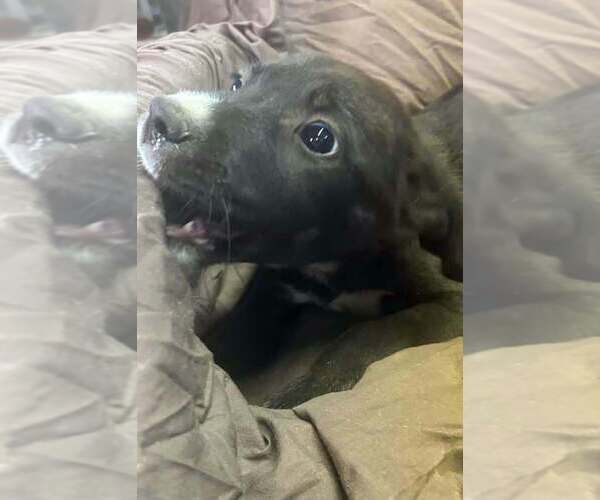 Medium Photo #4 Australian Shepherd-Boxer Mix Puppy For Sale in Aurora, IN, USA