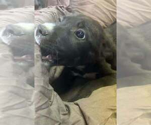 Johnson Rs : Rory - Male Australian Shepherd-Boxer Mix Dog for Adoption - Photo #4