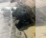 Small Photo #4 Australian Shepherd-Boxer Mix Puppy For Sale in Aurora, IN, USA