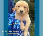 Puppy Booker Golden Retriever