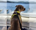 Small #19 Labrador Retriever Mix