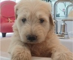 Small #2 Goldendoodle