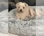 Small #8 Mutt