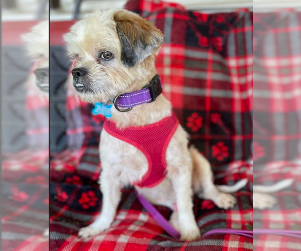 Medium Photo #4 Shih Tzu-Unknown Mix Puppy For Sale in Cranston, RI, USA