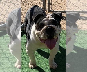 Father of the English Bulldog puppies born on 06/15/2025