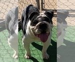 Small Photo #1 English Bulldog Puppy For Sale in VICTORVILLE, CA, USA