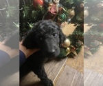 Puppy 9 Aussiedoodle-Goldendoodle Mix