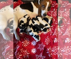 Mother of the Basset Hound puppies born on 12/07/2022