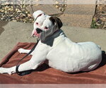 Small #2 Boxer