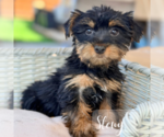 Small #12 Yorkshire Terrier
