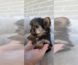 Yorkshire Terrier Puppy for sale in SPRINGTOWN, TX, USA