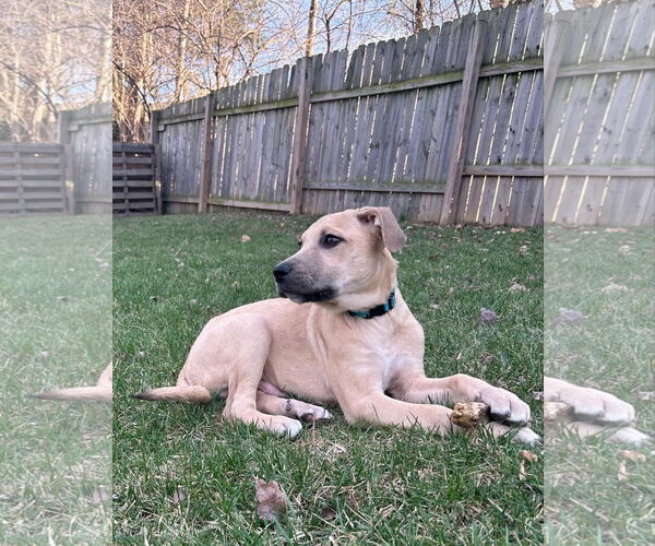 Medium Photo #20 Labrador Retriever-Unknown Mix Puppy For Sale in Germantown, OH, USA