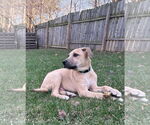 Small #19 Labrador Retriever Mix
