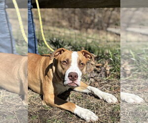 American Bulldog-Unknown Mix Dogs for adoption in Manahawkin, NJ, USA