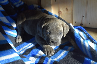 Cane Corso Puppy for sale in QUARRYVILLE, PA, USA