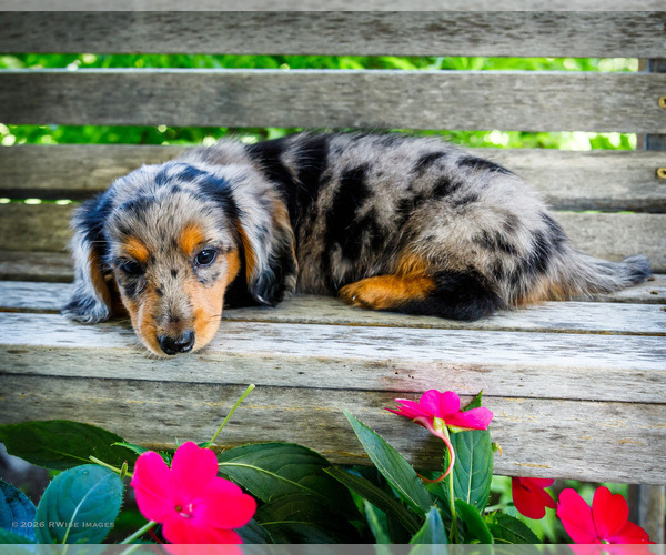 Medium Photo #4 Dachshund Puppy For Sale in WAKARUSA, IN, USA