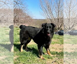 Australian Shepherd Dogs for adoption in Fenton, MO, USA