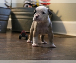 Olde English Bulldogge Puppy for sale in BREMEN, GA, USA
