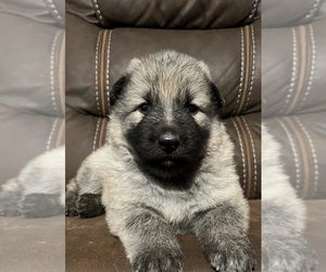 German Shepherd Dog Puppy for sale in MARYSVILLE, CA, USA