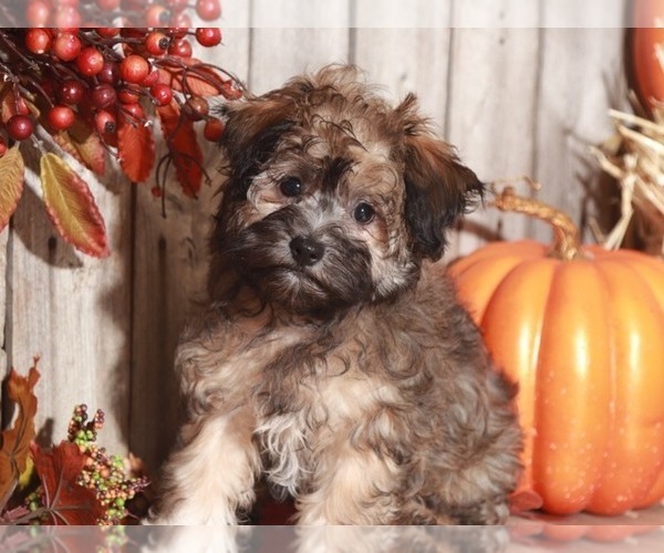 Medium Photo #4 Havanese Puppy For Sale in MOUNT VERNON, OH, USA