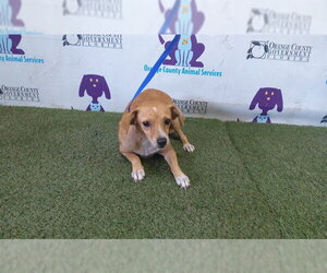 Chihuahua-Unknown Mix Dogs for adoption in Orlando, FL, USA