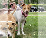Small #40 American Pit Bull Terrier Mix
