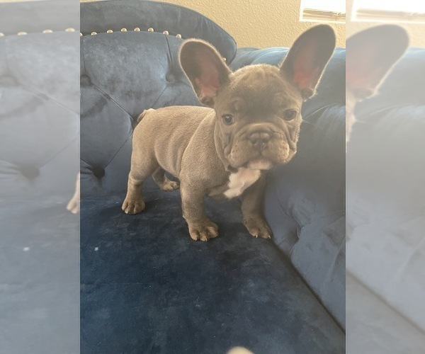 Medium Photo #30 French Bulldog Puppy For Sale in HOUSTON, TX, USA