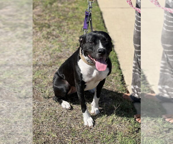 Medium Photo #2 Labrador Retriever-Unknown Mix Puppy For Sale in Dana Point, CA, USA