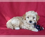 Small Photo #4 Maltipoo Puppy For Sale in NOTTINGHAM, PA, USA
