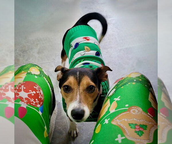 Medium Photo #4 Rat Terrier-Unknown Mix Puppy For Sale in Atlanta, GA, USA