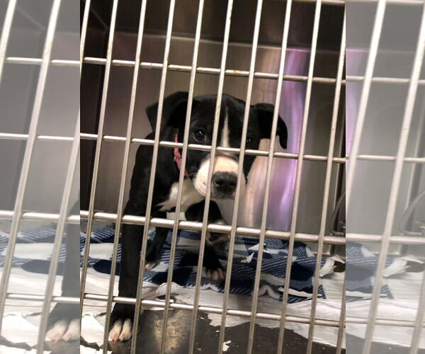 Medium Photo #2 Boxer-Unknown Mix Puppy For Sale in Amarillo, TX, USA