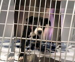 Small #1 Boxer Mix
