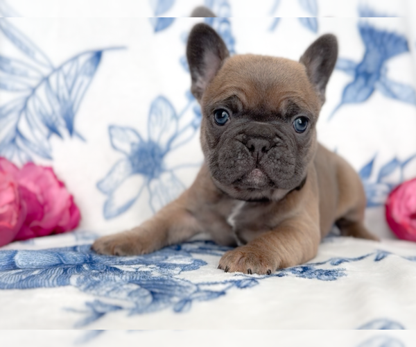 Medium Photo #4 French Bulldog Puppy For Sale in NEWARK, TX, USA