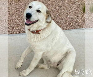 Great Pyrenees Dogs for adoption in Washington, DC, USA