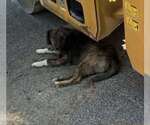 Small #1 Labrador Retriever Mix