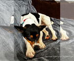 Small #1 Rat Terrier Mix