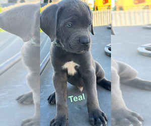 Cane Corso Puppy for sale in JOLIET, IL, USA