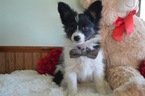 Small Photo #2 Papillon Puppy For Sale in HONEY BROOK, PA, USA