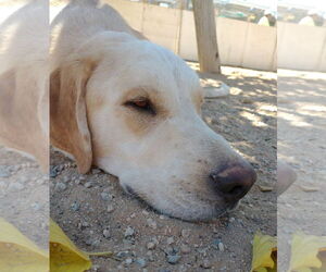 Prancer - Male Chesador Dog for Adoption - Photo #6