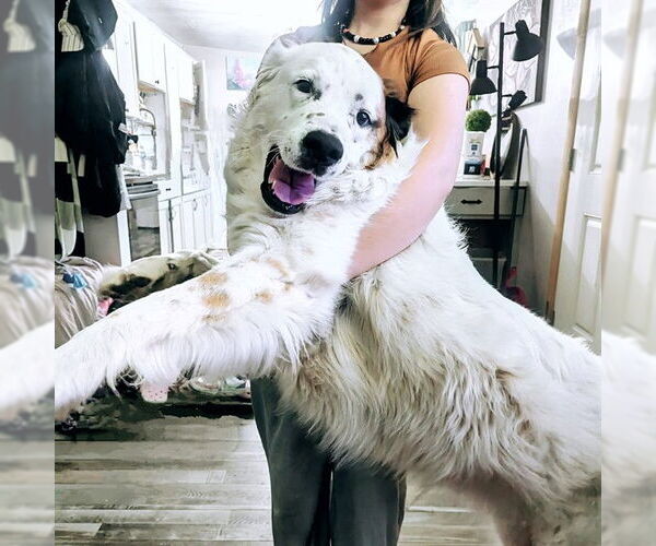 Medium Photo #1 German Shepherd Dog-Unknown Mix Puppy For Sale in Ogden, UT, USA