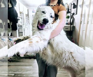 German Shepherd Dog-Unknown Mix Dogs for adoption in Ogden, UT, USA