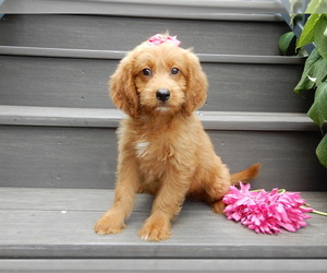 Goldendoodle (Miniature) Puppy for sale in WOOSTER, OH, USA