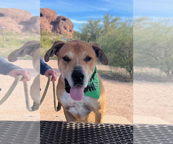 Medium Photo #2 Great Dane-Unknown Mix Puppy For Sale in phoenix, AZ, USA